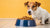 How to Make Dry Food More Appealing to Dogs: Enhancing Mealtime Enjoyment