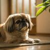 How to Make Freeze Dried Dog Treats: A Comprehensive Guide for Pet Owners