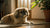 How to Make Freeze Dried Dog Treats: A Comprehensive Guide for Pet Owners