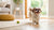 How to Make Fresh Dog Food: A Comprehensive Guide for Pet Owners