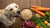 How to Make Homemade Dog Food for Labradors: A Comprehensive Guide