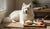 How to Make Homemade Low Protein Dog Food: A Comprehensive Guide for Caring Pet Owners-141418201327