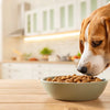 How to Make Kibble Taste Better for Dogs: Elevating Mealtime