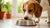 How to Make My Dog Eat All His Food: Practical Tips & Insights-140296454383