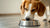 How to Make My Dog Eat Dog Food: Proven Strategies for Picky Eaters