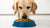 How to Make My Dog Eat Dry Dog Food: Effective Strategies for Picky Eaters