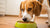 How to Make My Dog Eat Food: A Comprehensive Guide for Concerned Pet Owners
