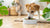 How to Make My Dog Eat Her Food: Proven Strategies for Picky Eaters