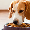 How to Make My Dog Eat His Dog Food: Solutions for Picky Eaters