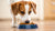 How to Make My Dog Eat His Food: Simple Tips for Picky Eaters