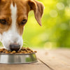 How to Make My Dog Eat His Kibble: Tips and Tricks for Picky Eaters