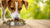 How to Make My Dog Eat His Kibble: Tips and Tricks for Picky Eaters