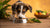 How to Make My Dog Eat Its Food: Tips and Strategies for Picky Eaters