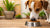 How to Make My Dog Eat Kibble: Tips and Tricks for Picky Eaters