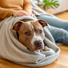 How to Make My Dog Gain Weight: A Complete Guide for Pitbull Owners