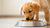 How to Make My Puppy Eat Dog Food: Tips for Encouraging Healthy Eating Habits