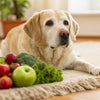 How to Make My Senior Dog Gain Weight: A Comprehensive Guide