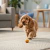 How to Make Natural Dog Treats: A Comprehensive Guide for Pet Lovers
