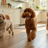 How to Make Natural Dog Treats: A Guide for Pet Parents