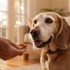 How to Make Old Dog Gain Weight: Effective Strategies for Pet Owners