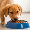 How to Make Puppy Eat Dog Food: Tips for Encouraging Your Furry Friend