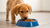 How to Make Puppy Eat Dog Food: Tips for Encouraging Your Furry Friend