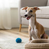 How to Make Soft Dog Treats: A Comprehensive Guide for Pet Owners