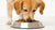How to Make Your Dog Eat Dog Food Again: Simple Solutions for Picky Eaters