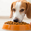 How to Make Your Dog Eat Dog Food Again: Solutions for Pickiness