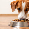 How to Make Your Dog Eat Dog Food: Strategies for Successful Feeding