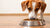 How to Make Your Dog Eat Dog Food: Strategies for Successful Feeding