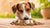 How to Make Your Dog Eat Dry Dog Food: Tips and Tricks for Picky Eaters