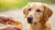 How to Make Your Dog Eat Dry Food: A Comprehensive Guide for Pet Owners-140407439599