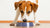 How to Make Your Dog Eat Food: Essential Tips for Picky Eaters