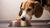 How to Make Your Dog Eat Food: Practical Strategies for Picky Eaters-140403867887