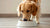 How to Make Your Dog Eat His Dog Food: Simple Strategies for Happy Feeding