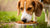 How to Make Your Dog Eat Kibble: Tips for Picky Eaters