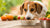 How to Make Your Dog Eat More Food: Solutions for Picky Eaters-140299337967