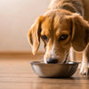 How to Make Your Dog Eat Their Food: Expert Tips for Picky Eaters
