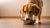 How to Make Your Dog Eat Their Food: Expert Tips for Picky Eaters