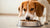 How to Make Your Dog Eat Their Food: Practical Tips for Picky Eaters