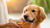 How to Make Your Dog Gain More Weight: A Comprehensive Guide for Pet Owners