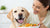 How to Make Your Dog Gain Weight and Muscle: A Comprehensive Guide for Pet Owners