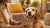How to Make Your Dog Gain Weight Quickly: A Comprehensive Guide for Pet Owners