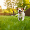 How to Make Your Dog Lose Weight at Home: A Comprehensive Guide