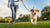 How to Make Your Dog Lose Weight Naturally: A Comprehensive Guide for Pet Owners