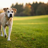 How to Make Your Dog Lose Weight Quickly: A Comprehensive Guide for Pet Owners