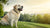 How to Make Your Obese Dog Lose Weight: A Comprehensive Guide