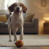 How to Make Your Own Raw Dog Food: A Comprehensive Guide for Pet Owners
