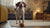 How to Make Your Own Raw Dog Food: A Comprehensive Guide for Pet Owners